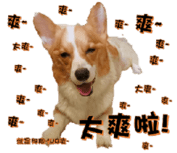 Corgi Laukey Chicken 2 - silly articles sticker #15891188