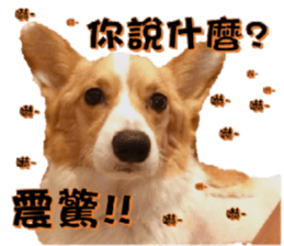 Corgi Laukey Chicken 2 - silly articles sticker #15891189