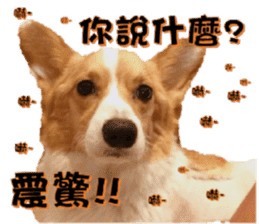 Corgi Laukey Chicken 2 - silly articles sticker #15891189