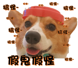 Corgi Laukey Chicken 2 - silly articles sticker #15891190