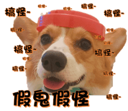 Corgi Laukey Chicken 2 - silly articles sticker #15891190