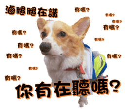 Corgi Laukey Chicken 2 - silly articles sticker #15891191