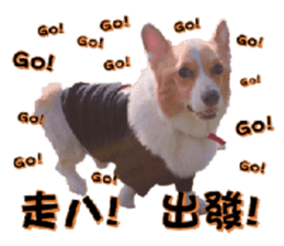 Corgi Laukey Chicken 2 - silly articles sticker #15891192