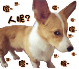 Corgi Laukey Chicken 2 - silly articles sticker #15891193