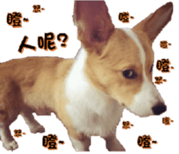 Corgi Laukey Chicken 2 - silly articles sticker #15891193