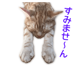 Cute cats everyday,Photo Ver 2 sticker #15891626