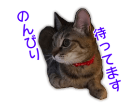 Cute cats everyday,Photo Ver 2 sticker #15891627