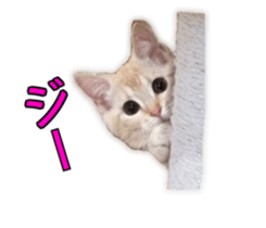 Cute cats everyday,Photo Ver 2 sticker #15891628
