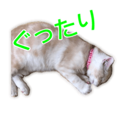 Cute cats everyday,Photo Ver 2 sticker #15891629