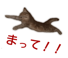 Cute cats everyday,Photo Ver 2 sticker #15891630