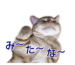 Cute cats everyday,Photo Ver 2 sticker #15891631