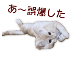 Cute cats everyday,Photo Ver 2 sticker #15891632