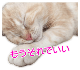 Cute cats everyday,Photo Ver 2 sticker #15891633
