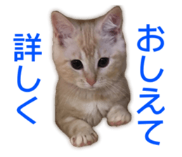 Cute cats everyday,Photo Ver 2 sticker #15891634