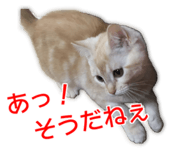 Cute cats everyday,Photo Ver 2 sticker #15891638