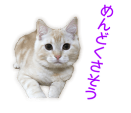 Cute cats everyday,Photo Ver 2 sticker #15891639