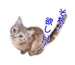 Cute cats everyday,Photo Ver 2 sticker #15891640