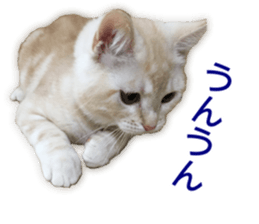 Cute cats everyday,Photo Ver 2 sticker #15891641