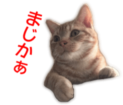 Cute cats everyday,Photo Ver 2 sticker #15891642