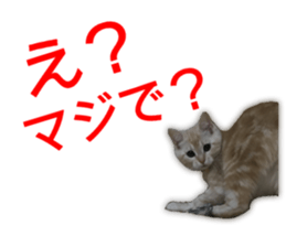 Cute cats everyday,Photo Ver 2 sticker #15891645