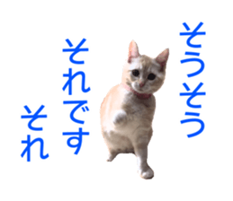 Cute cats everyday,Photo Ver 2 sticker #15891646
