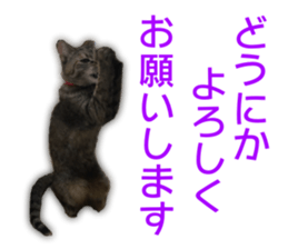 Cute cats everyday,Photo Ver 2 sticker #15891647