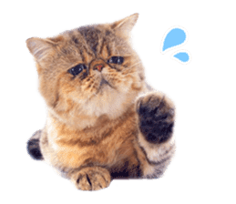 Cat Photo Stickers 07 sticker #15892212