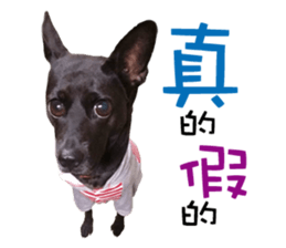 "Honey" raised the lovely little dog sticker #15892538