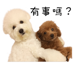 "Honey" raised the lovely little dog sticker #15892549