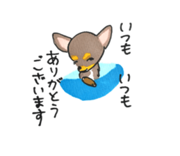 litte chihuahua sticker #15892834