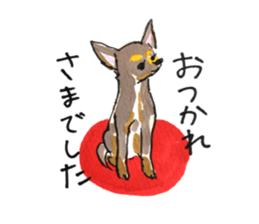 litte chihuahua sticker #15892836