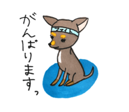 litte chihuahua sticker #15892837