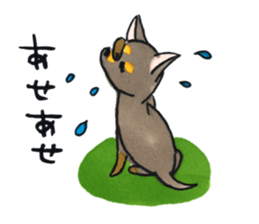 litte chihuahua sticker #15892849