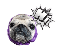 Lovely Pug Stickers global(animation) sticker #15893466