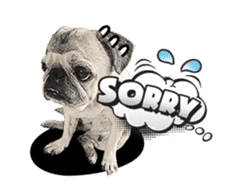 Lovely Pug Stickers global(animation) sticker #15893467