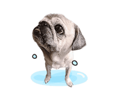 Lovely Pug Stickers global(animation) sticker #15893468