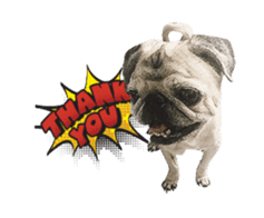 Lovely Pug Stickers global(animation) sticker #15893469