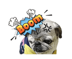 Lovely Pug Stickers global(animation) sticker #15893472