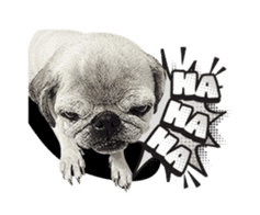 Lovely Pug Stickers global(animation) sticker #15893474
