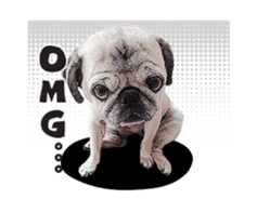 Lovely Pug Stickers global(animation) sticker #15893475
