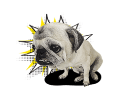 Lovely Pug Stickers global(animation) sticker #15893476