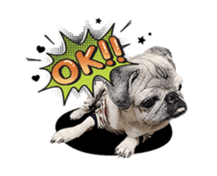 Lovely Pug Stickers global(animation) sticker #15893477