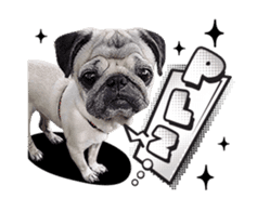 Lovely Pug Stickers global(animation) sticker #15893479