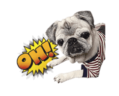 Lovely Pug Stickers global(animation) sticker #15893480