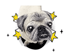 Lovely Pug Stickers global(animation) sticker #15893481