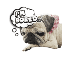 Lovely Pug Stickers global(animation) sticker #15893482