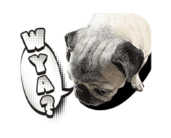 Lovely Pug Stickers global(animation) sticker #15893483