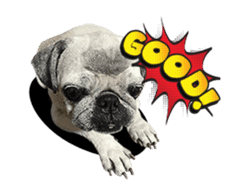 Lovely Pug Stickers global(animation) sticker #15893484