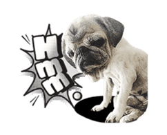 Lovely Pug Stickers global(animation) sticker #15893485