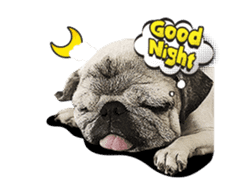 Lovely Pug Stickers global(animation) sticker #15893488
